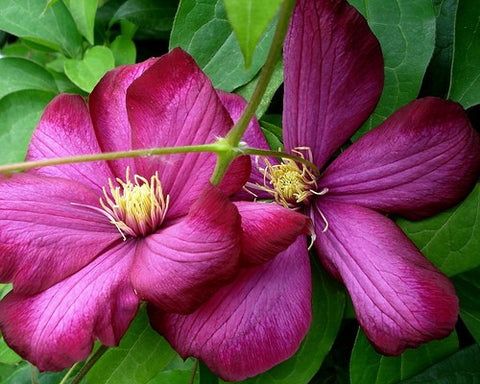 Powojnik (Clematis) wielkokwiatowy  Ville de Lyon'