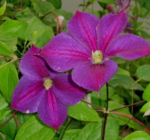 Powojnik (Clematis) wielkokwiatowy  Star of India'