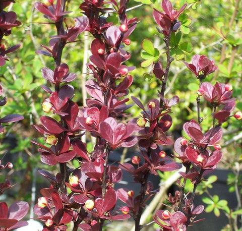 Berberys Thunberga 'Helmond Pillar'