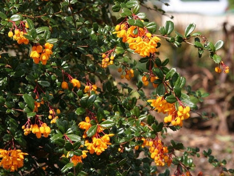 Berberys "Darwin's barberry"