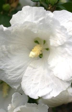 Ketmia syryjska, Hibiskus - William R. Smith’