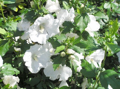 Ketmia syryjska, Hibiskus - William R. Smith’