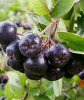 Aronia Hugin