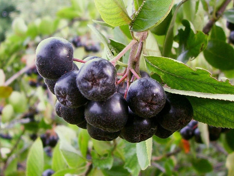 Aronia Hugin