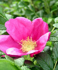 Róża pomarszczona (Rosa rugosa)