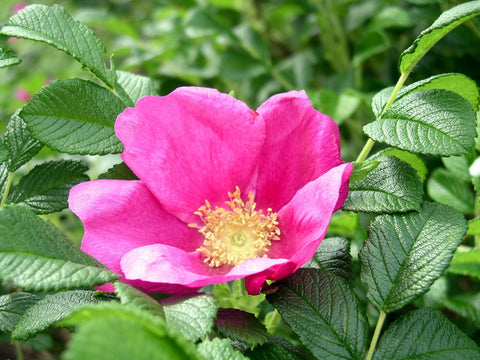 Róża pomarszczona (Rosa rugosa)