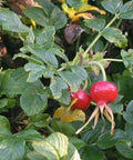 Róża pomarszczona (Rosa rugosa)