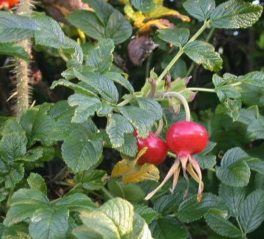 Róża pomarszczona (Rosa rugosa)