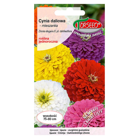 Cynia wytworna daliowa