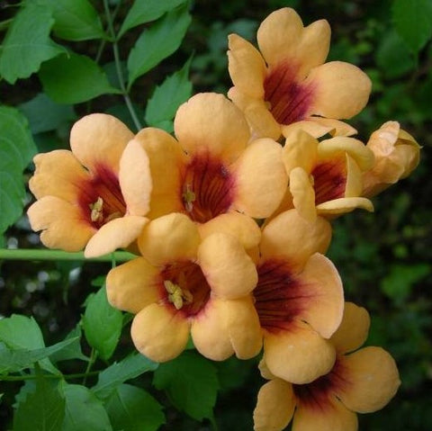 Milin amerykański (Campsis radicans) odm. Judy