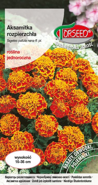 Aksamitka rozpierzchła (niska) - dwubarwna