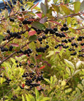 Aronia Hugin