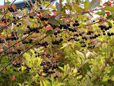 Aronia Hugin