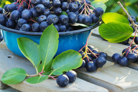 Aronia Galicjanka - sadzonka w doniczce