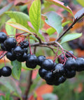 Aronia Hugin