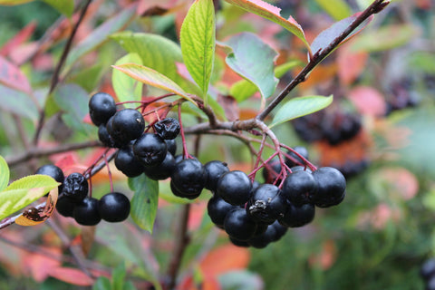 Aronia Hugin