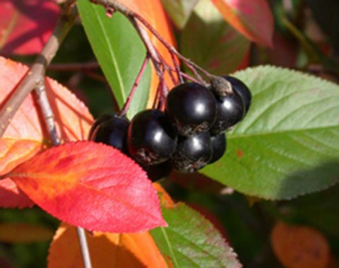 Aronia Hugin