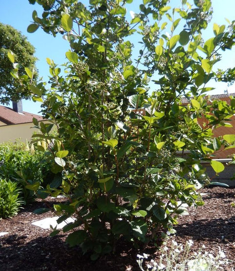 Aronia Nero