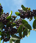 Aronia Nero