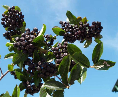 Aronia Nero