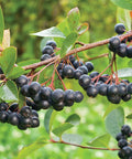 Aronia Viking