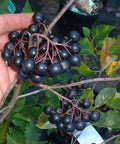 Aronia Viking