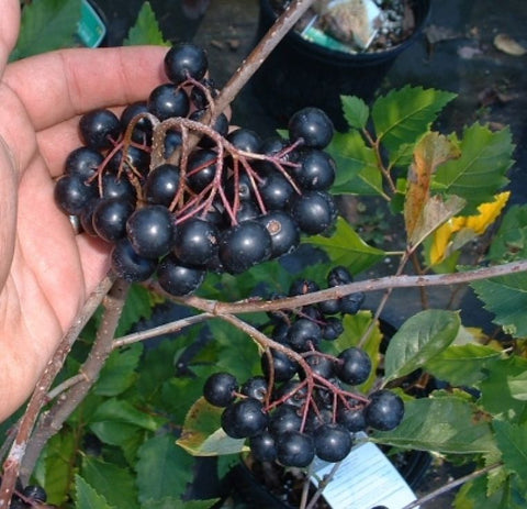 Aronia Viking