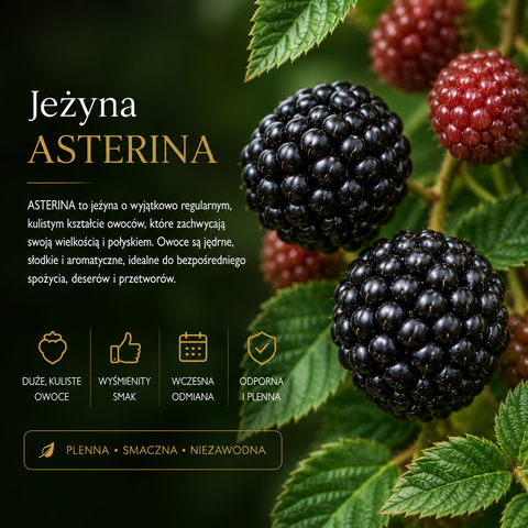 NOWOŚĆ! Jeżyna bezkolcowa Asterina - 1 doniczka