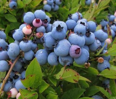 Borówka późna LATEBLUE - 1 doniczka P9