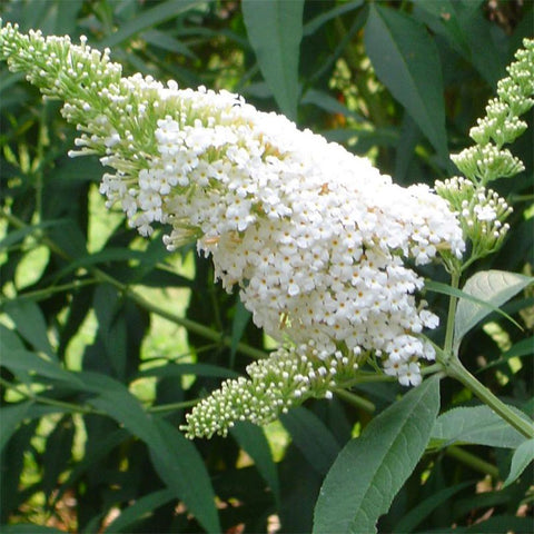 Budleja White Bouquet 