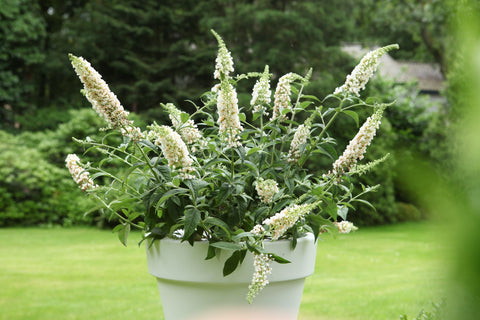 Budleja White Bouquet 