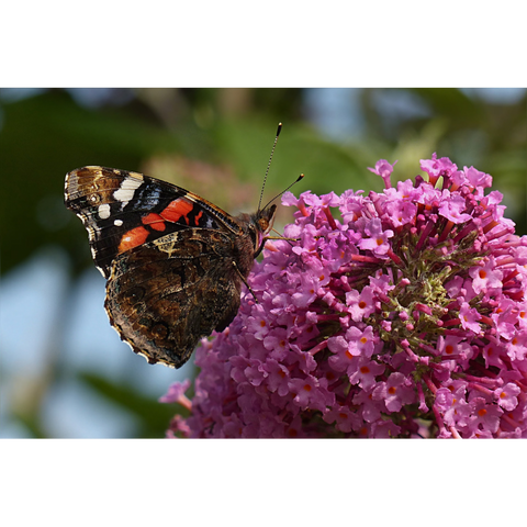 Budleja Royal Red