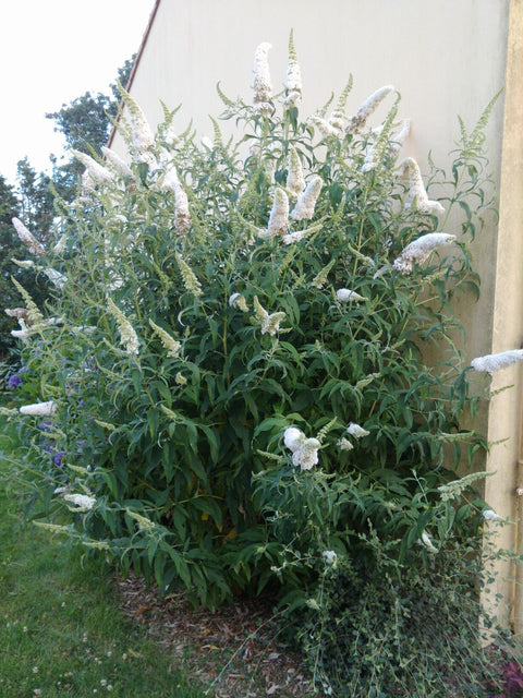 Budleja White Bouquet 