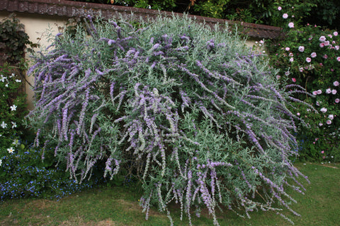 Budleja skrętolistna (Budleja alternifolia)