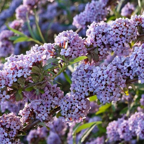 Budleja skrętolistna (Budleja alternifolia)