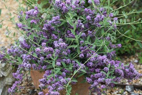 Budleja skrętolistna (Budleja alternifolia)