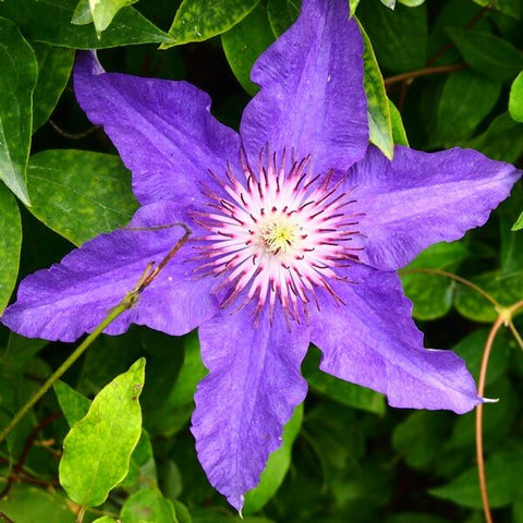 Powojnik (Clematis) 'Dzieci Warszawy'