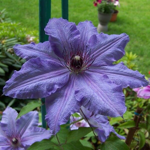 Powojnik (Clematis) 'Dzieci Warszawy'