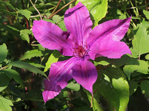 Powojnik (Clematis) wielkokwiatowy 'Kacper'