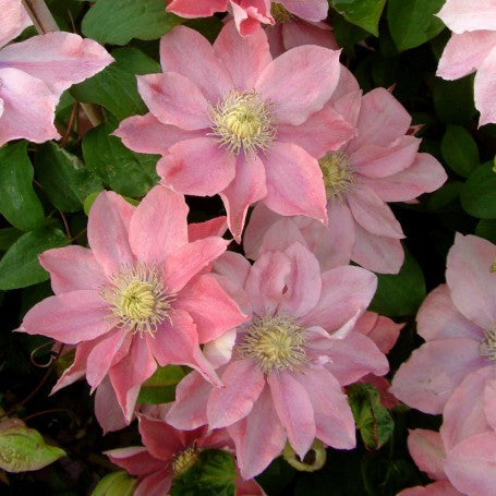 Powojnik (Clematis) wielkokwiatowy 'Little Mermaid'