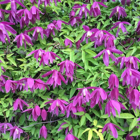 Clematis (pełny) Ruby