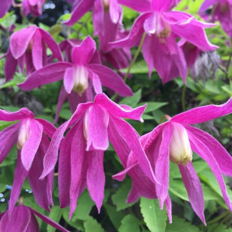 Clematis (pełny) Ruby