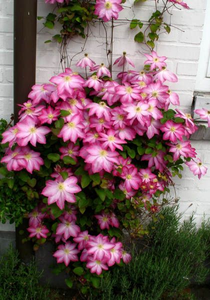 Powojnik (Clematis) wielkokwiatowy 'Asao'