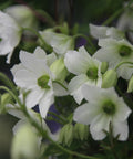 Powojnik (Clematis) wielkokwiatowy Early Sensation