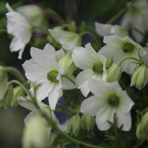 Powojnik (Clematis) wielkokwiatowy Early Sensation