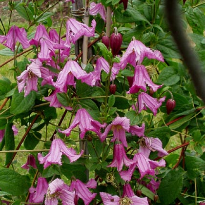 Powojnik (Clematis) Heather Herschell