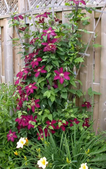 Powojnik (Clematis) 'Niobe'