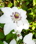 Powojnik (Clematis) "Miss Bateman"