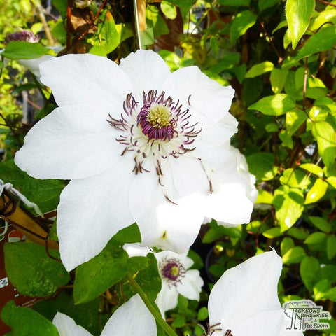 Powojnik (Clematis) "Miss Bateman"