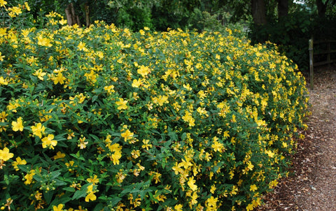 Dziurawiec ozdobny 'Hidcote' 